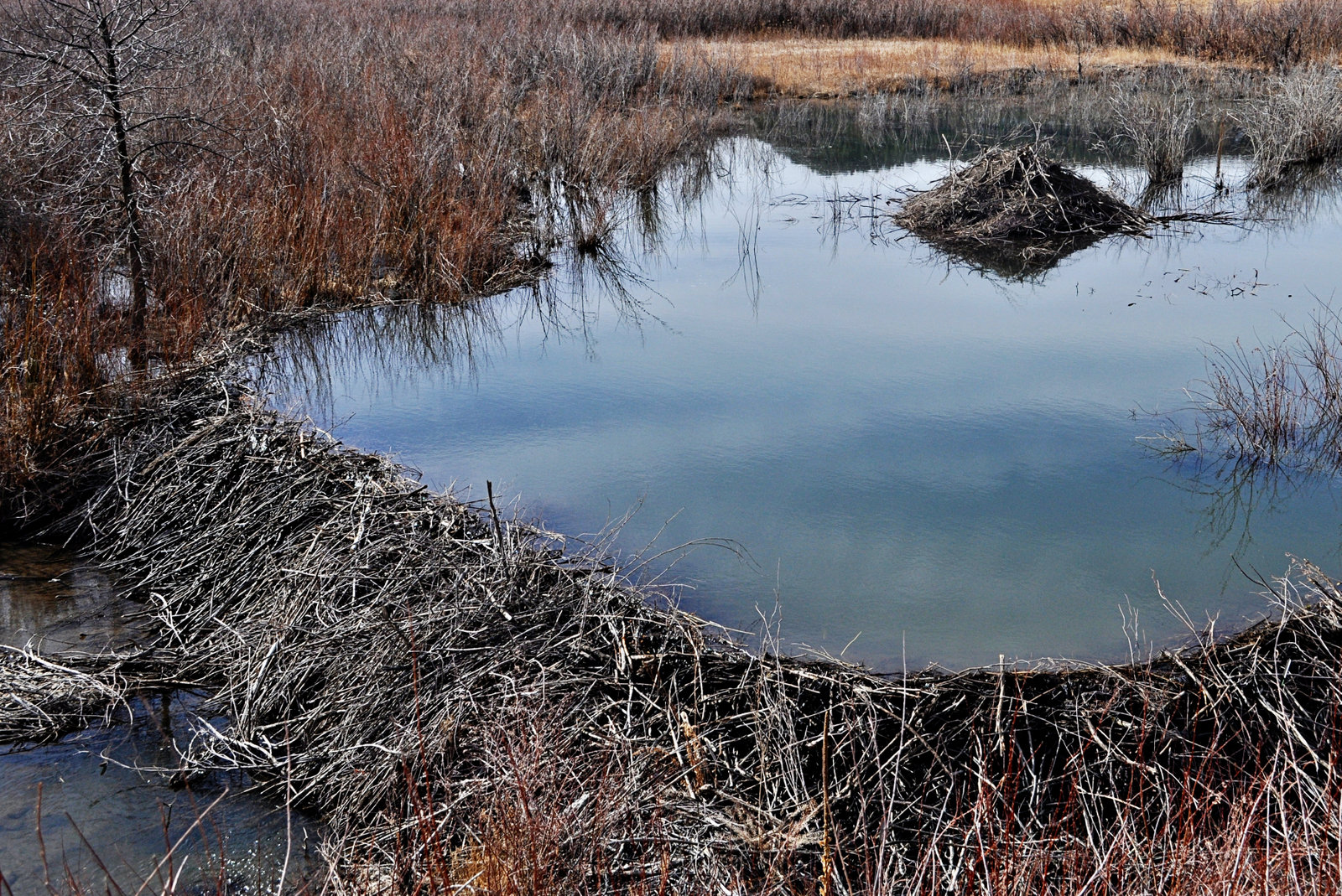 نتيجة بحث الصور عن ‪BEAVER DAMS‬‏