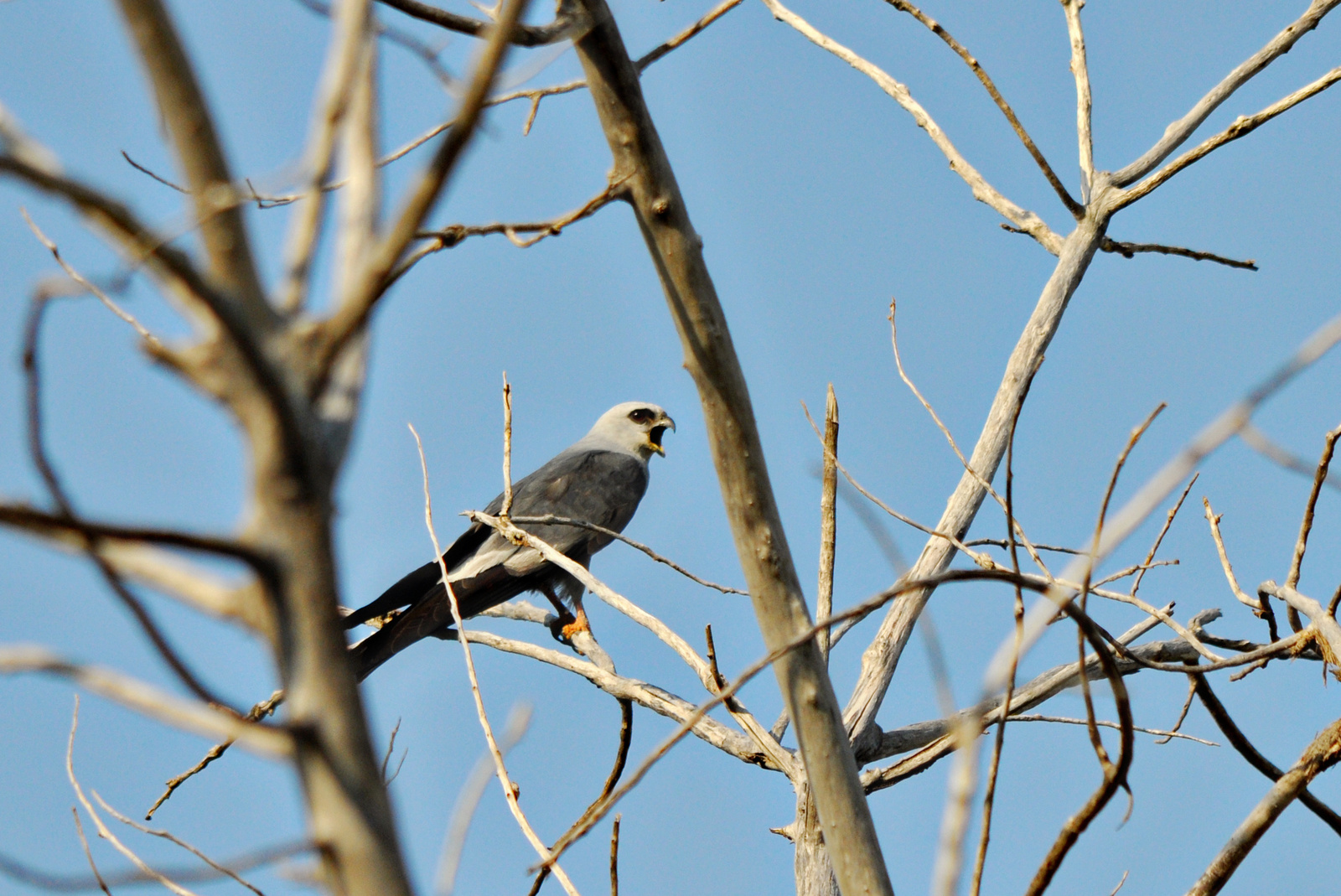 mississippi kite