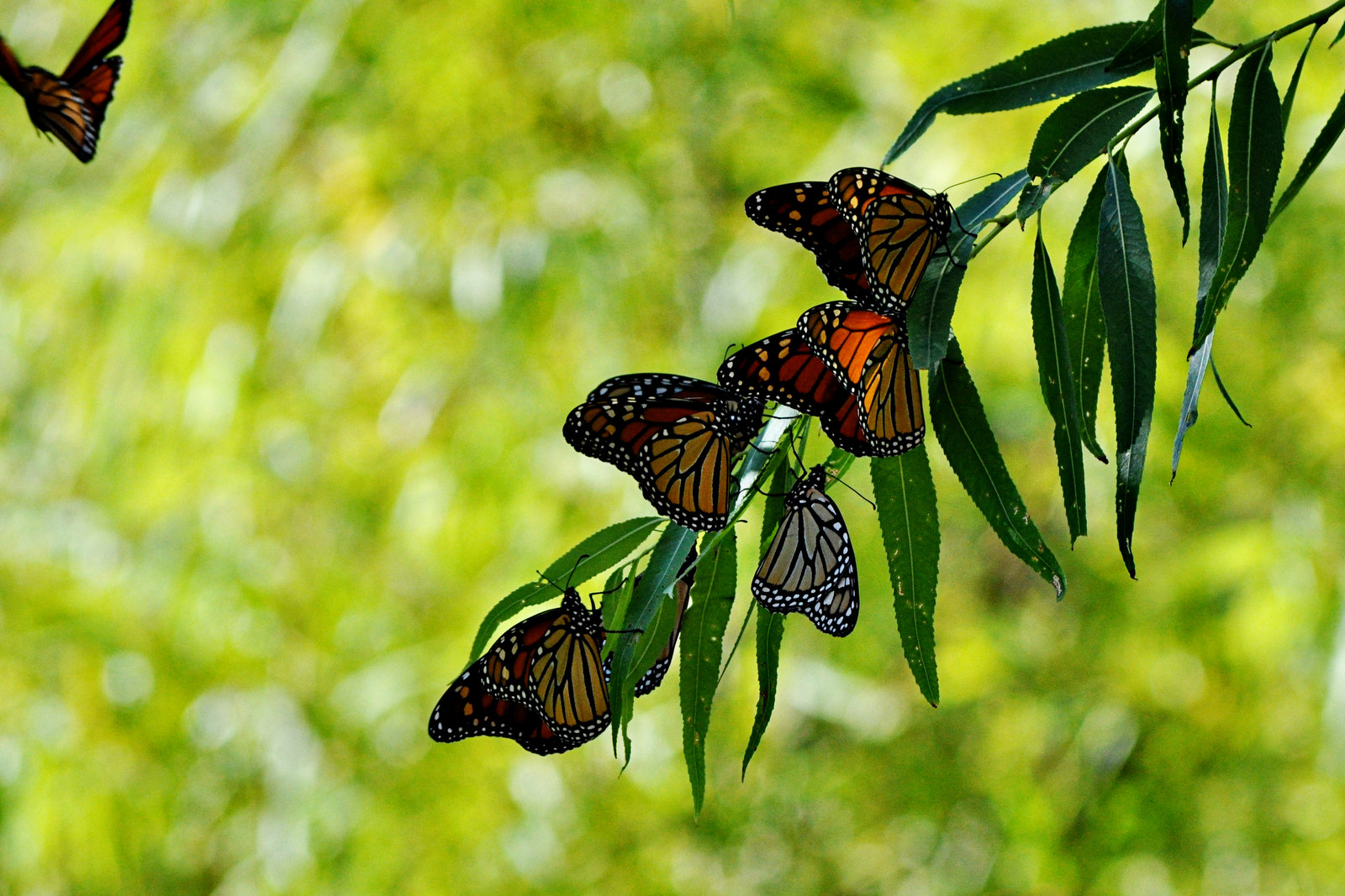 Good Monarch Butterfly Names