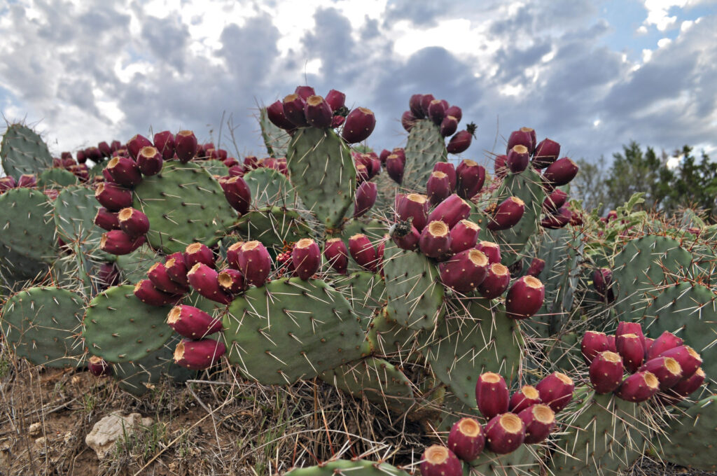 How to Cut and Prepare Prickly Pears | SimplyRecipes.com