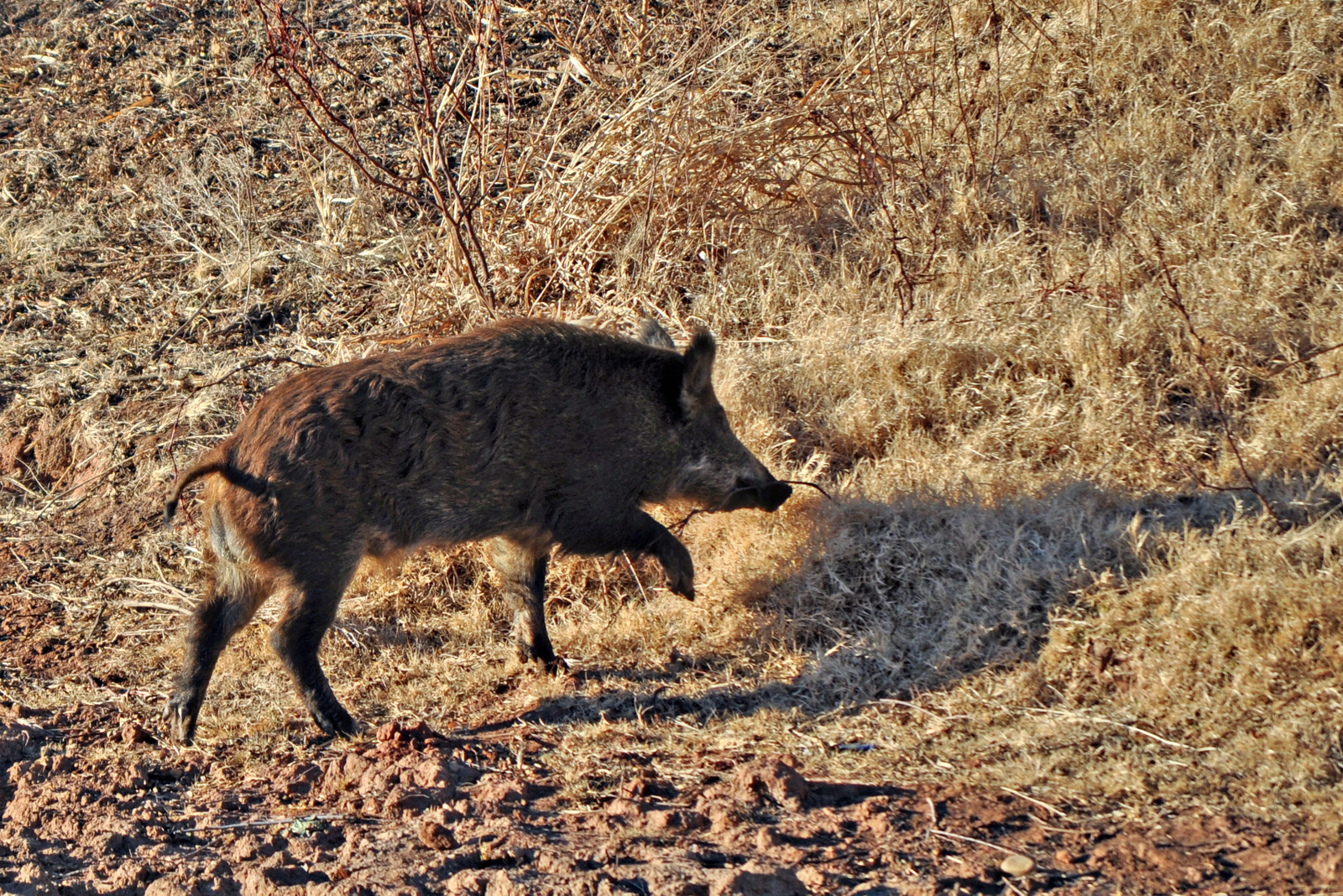 wild hogs hog