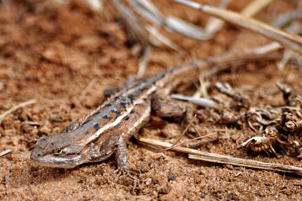 Western Fence Lizard - Wilder Good