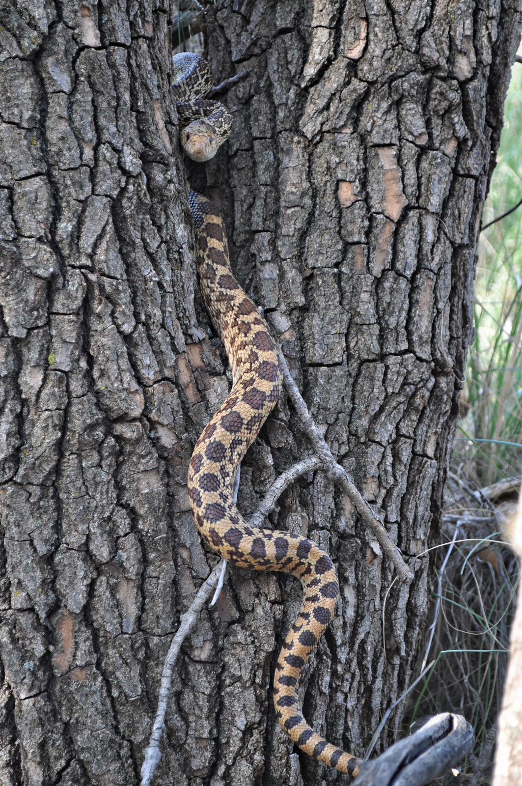 do bull snakes kill rattle snakes