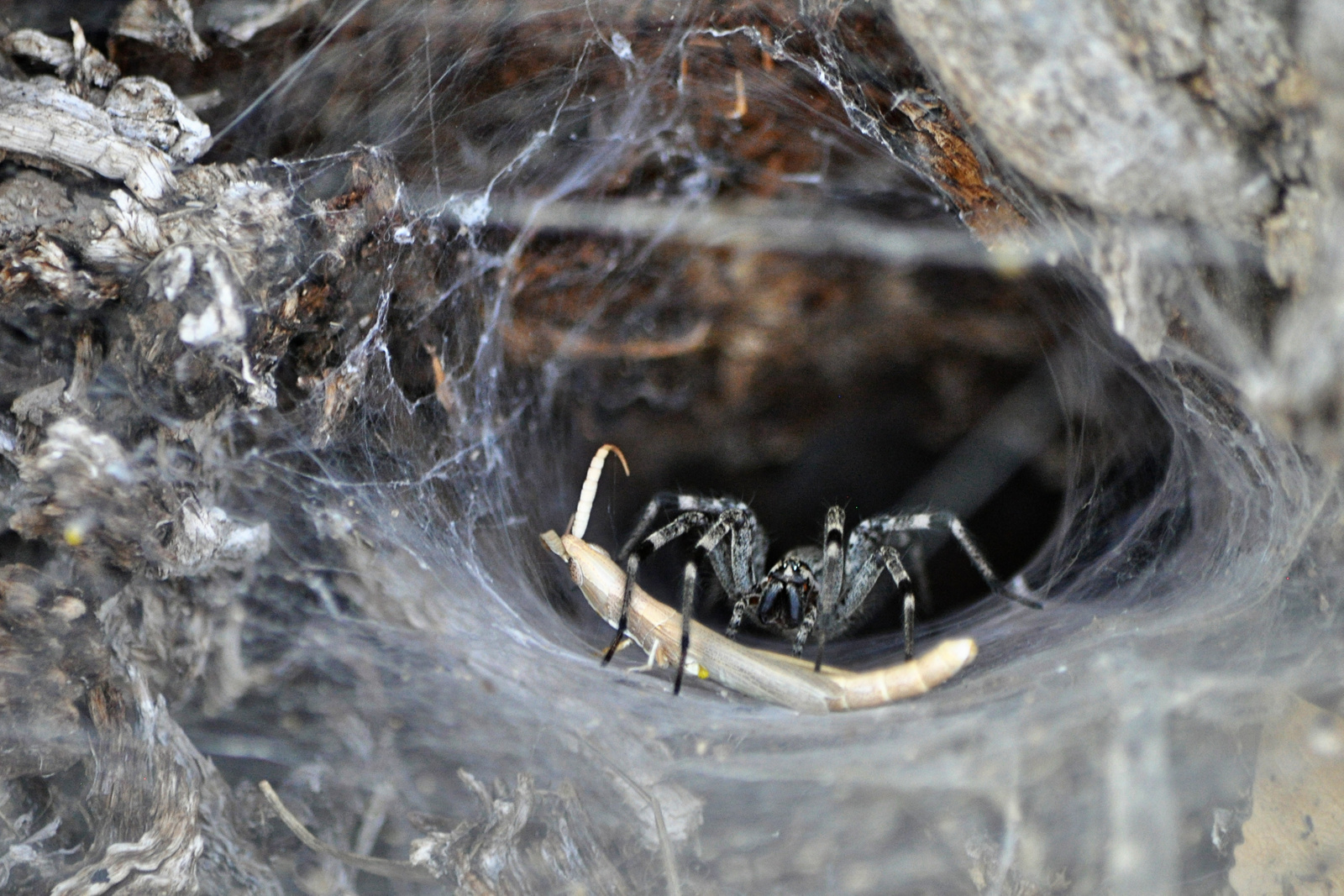 funnel-web-spider-pugdundee-safaris