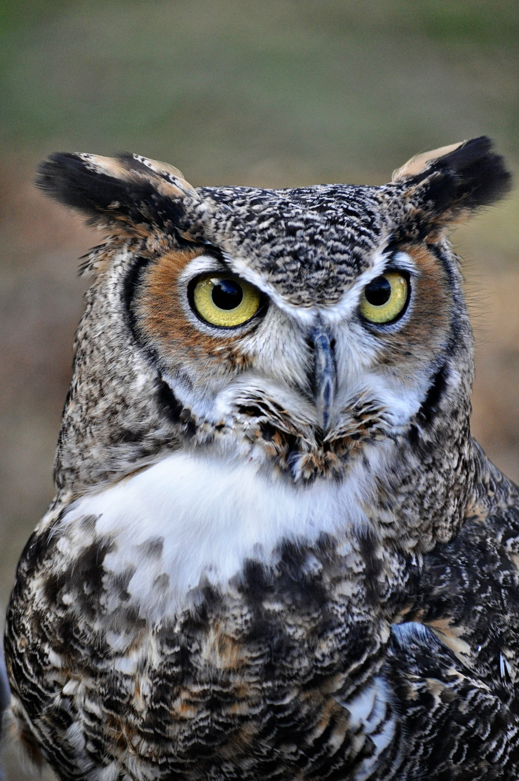 Are Great Horned Owls Good Luck