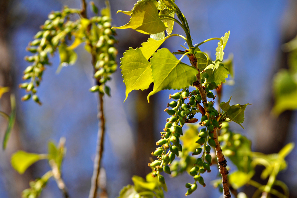 female-cottonwood-tree-wilder-good