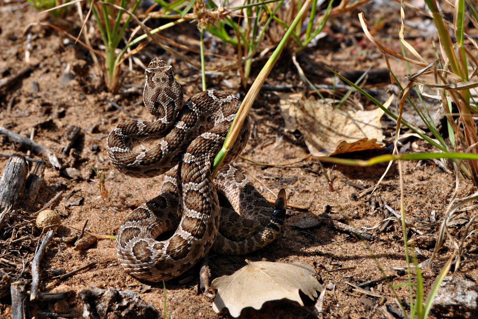 toy rattle snakes