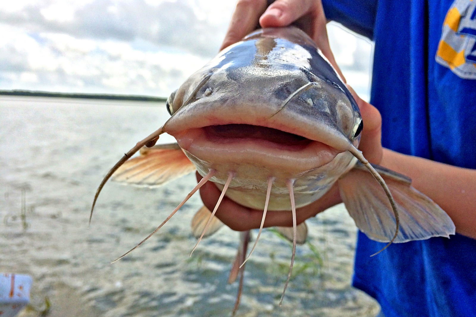 blue catfish louisiana fishing planet