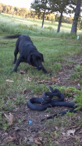 Scout and snake