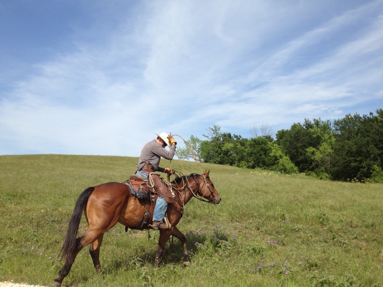 Wilder cowboying – Grandview, TX