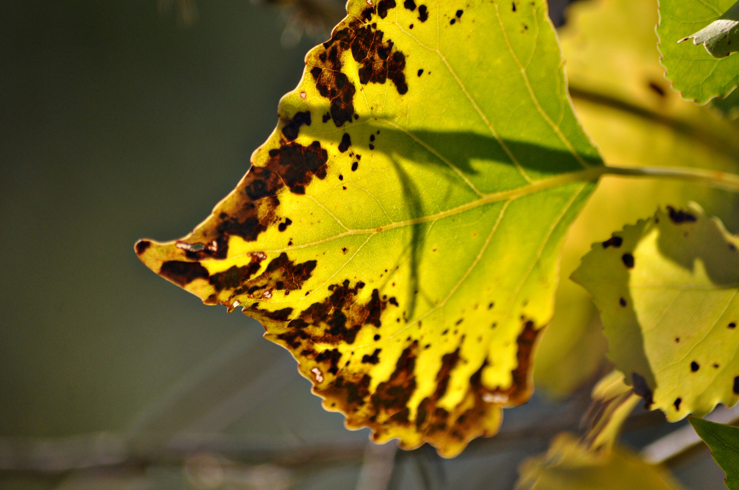 Cottonwood leaves