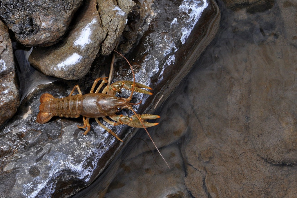 Crawdads