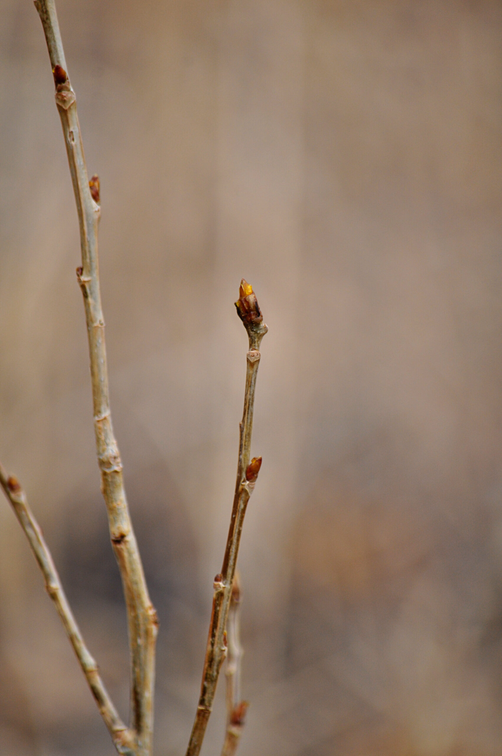 Cottonwood buds