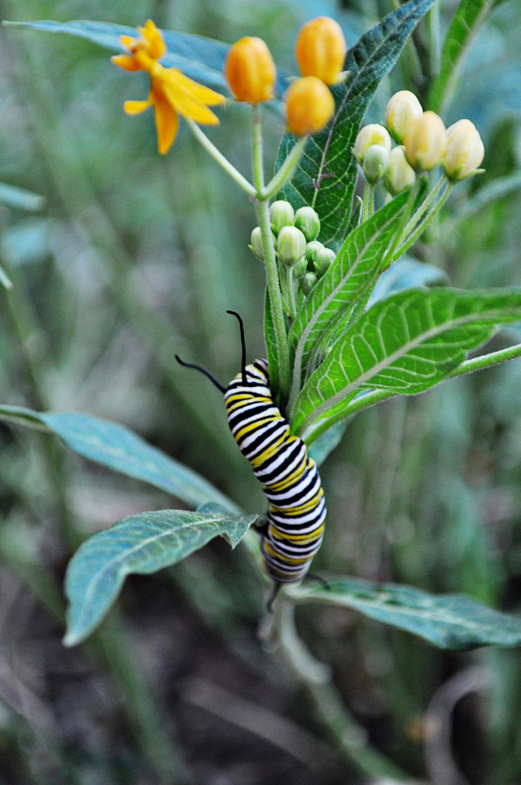 Monarch caterpillar