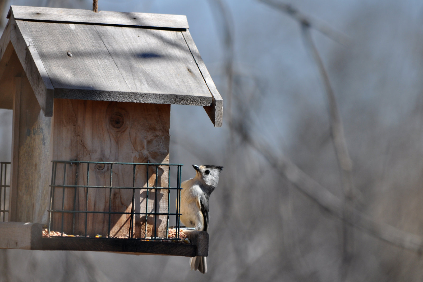 Songbirds