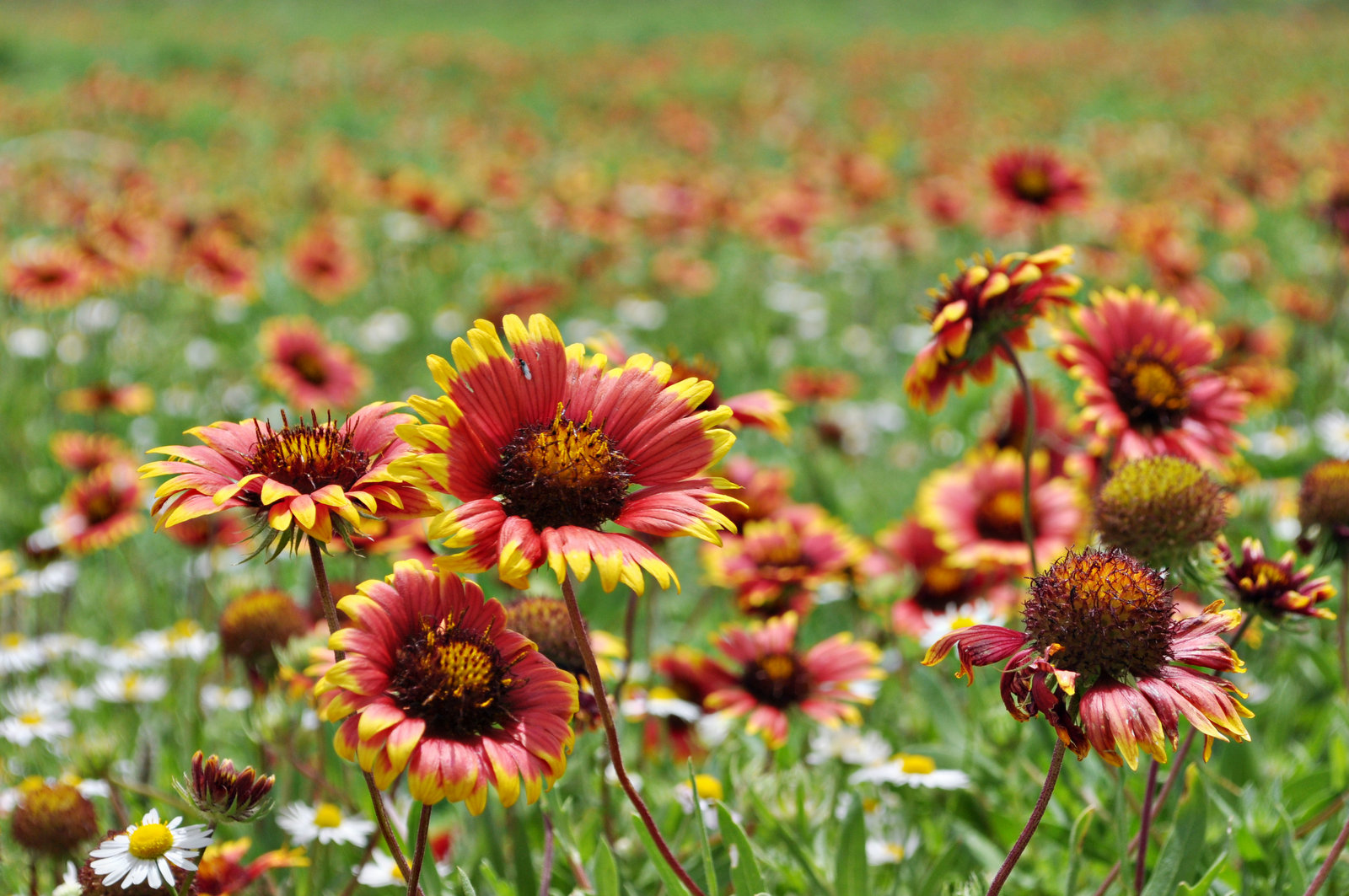 Indian Blankets