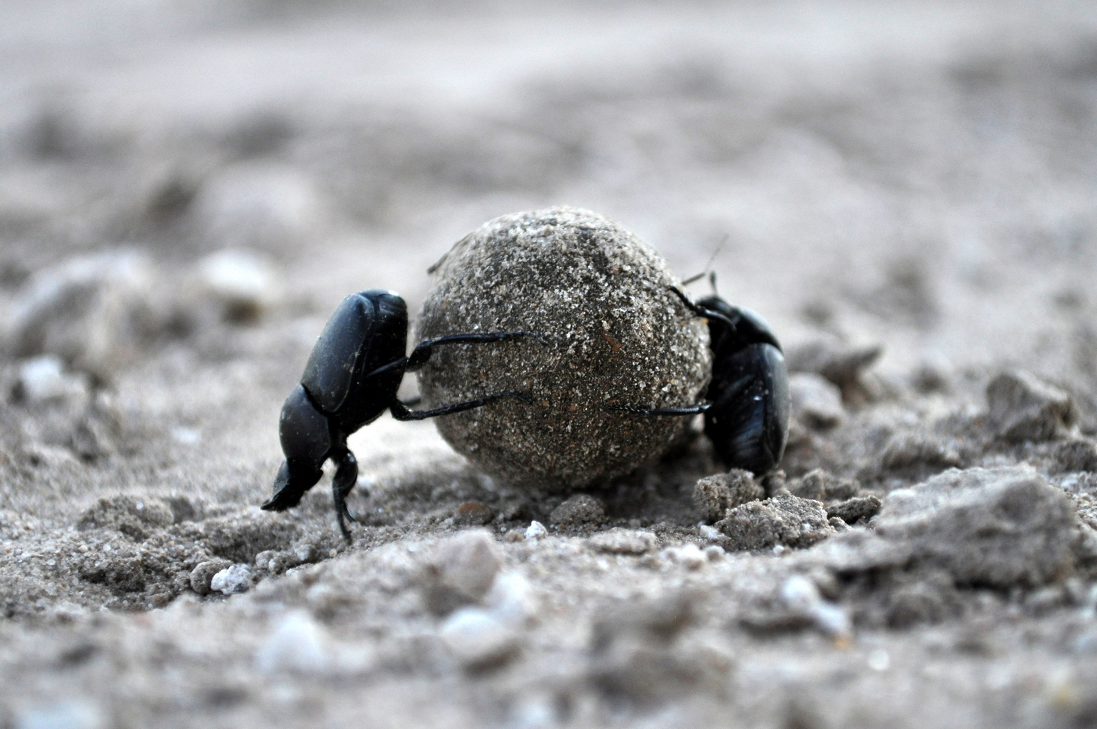 Dung beetle