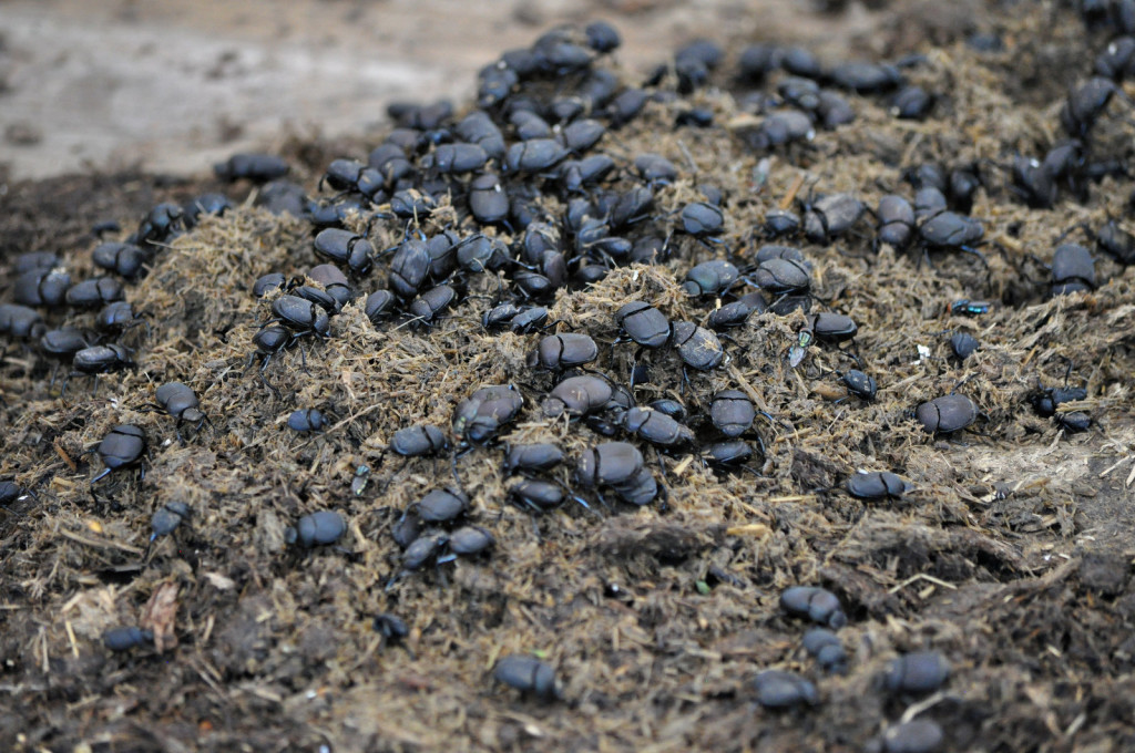 dung beetle1