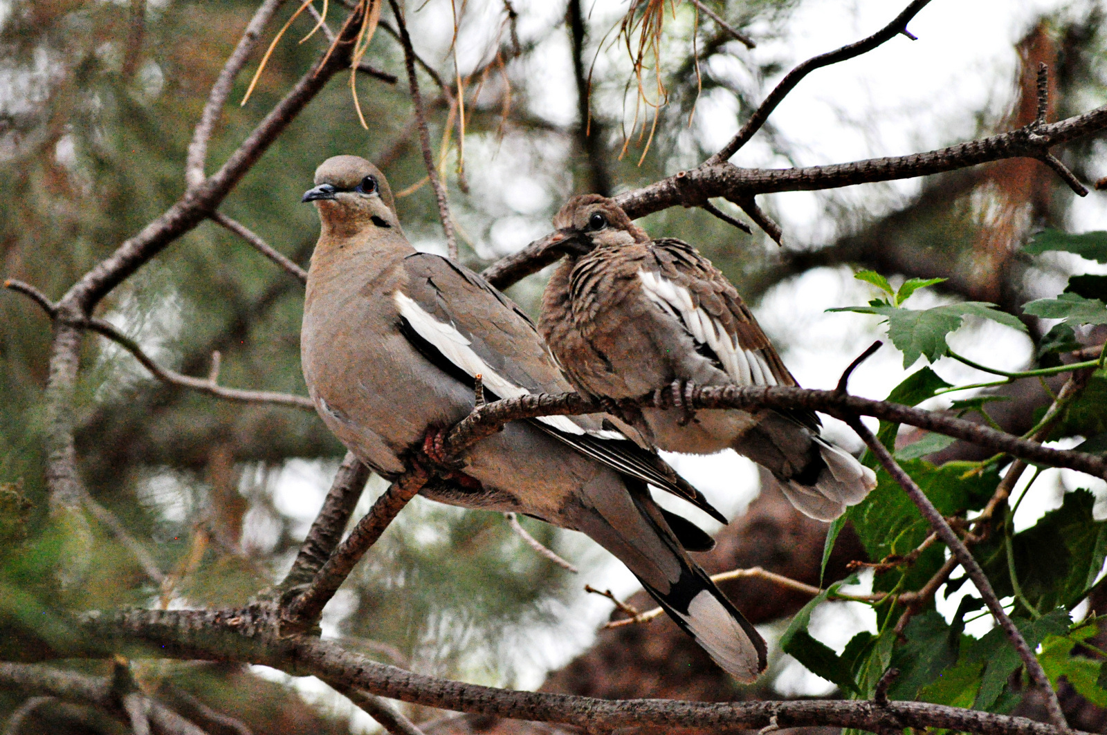 White-winged Dove