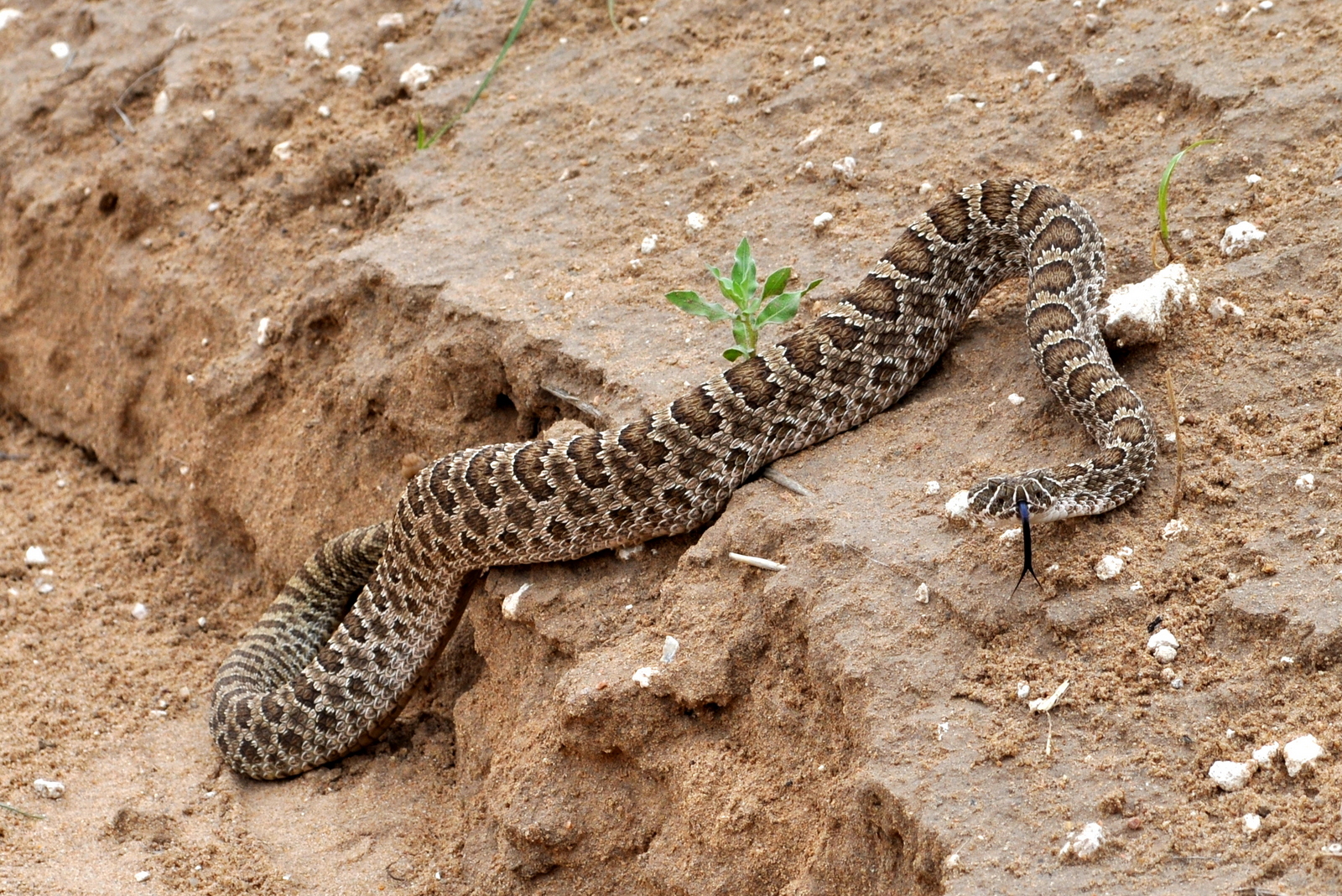 Rattlesnake