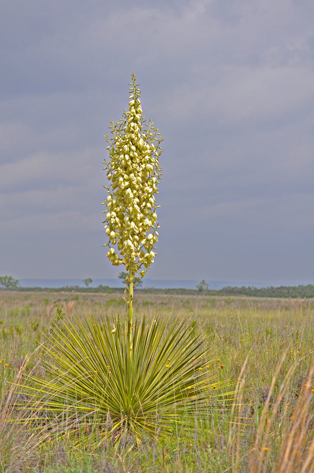 Yucca