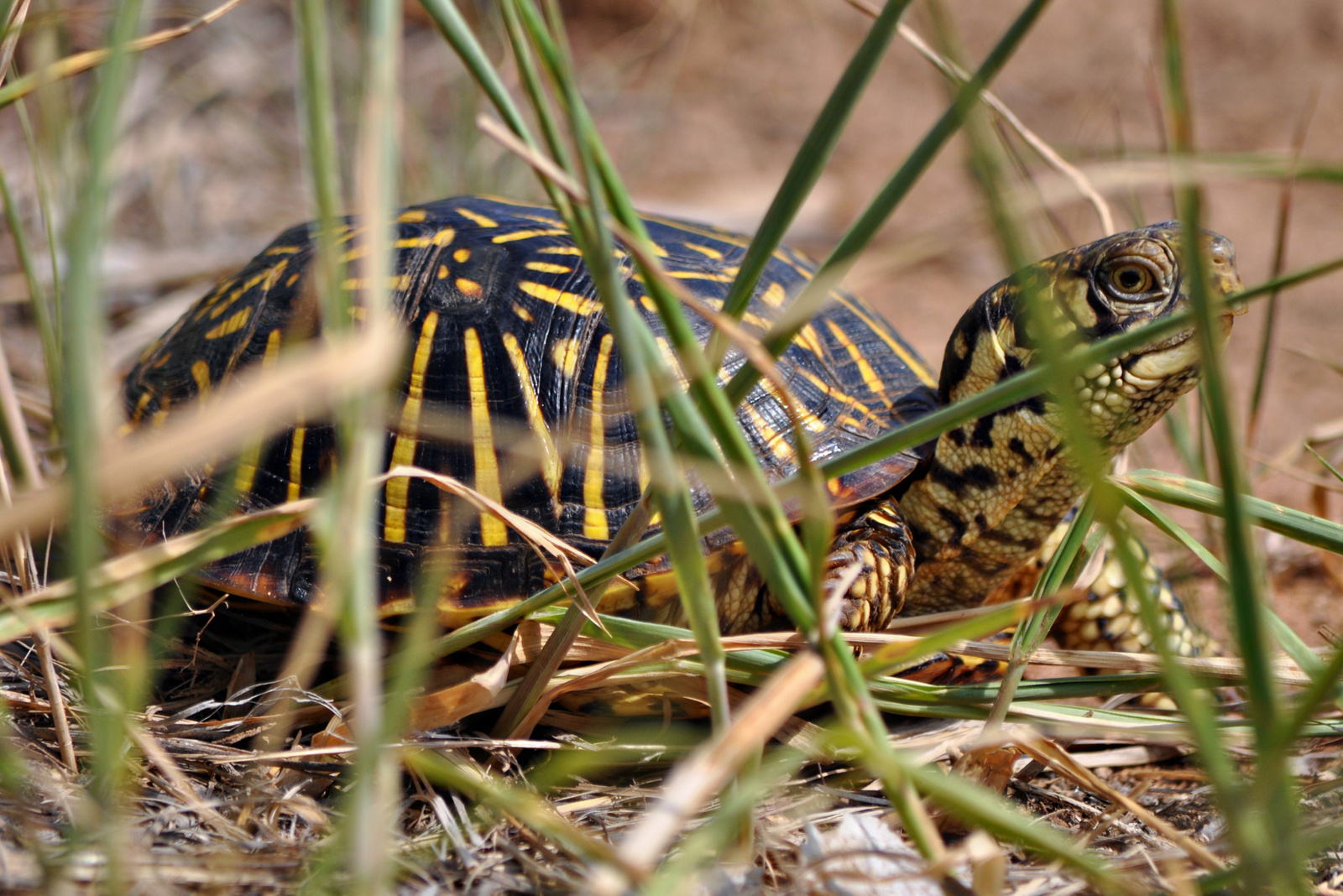 Box Turtle