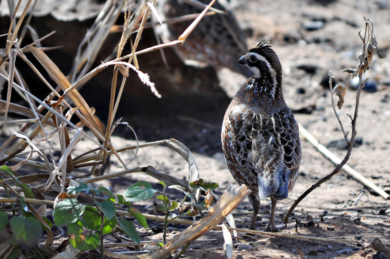 Bobwhite Quail