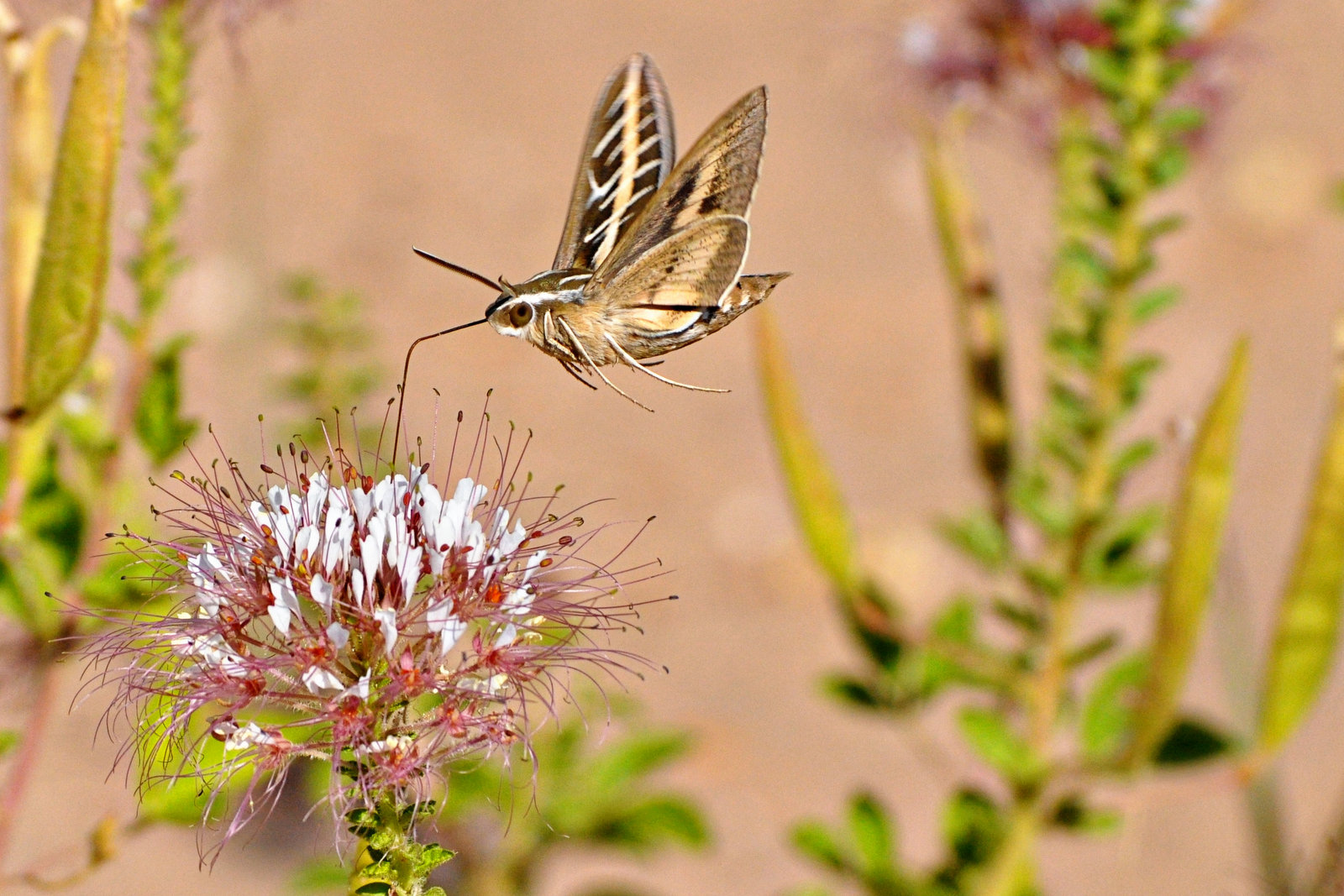 Hummingbird Moth