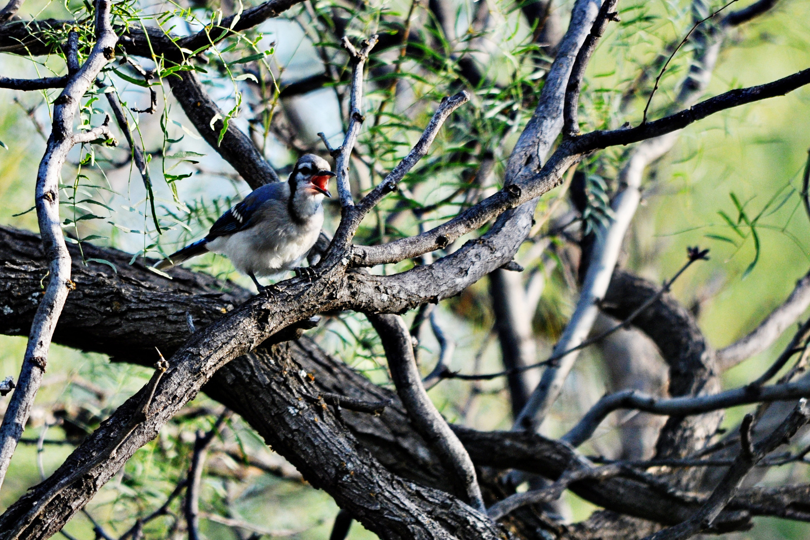 Blue Jay