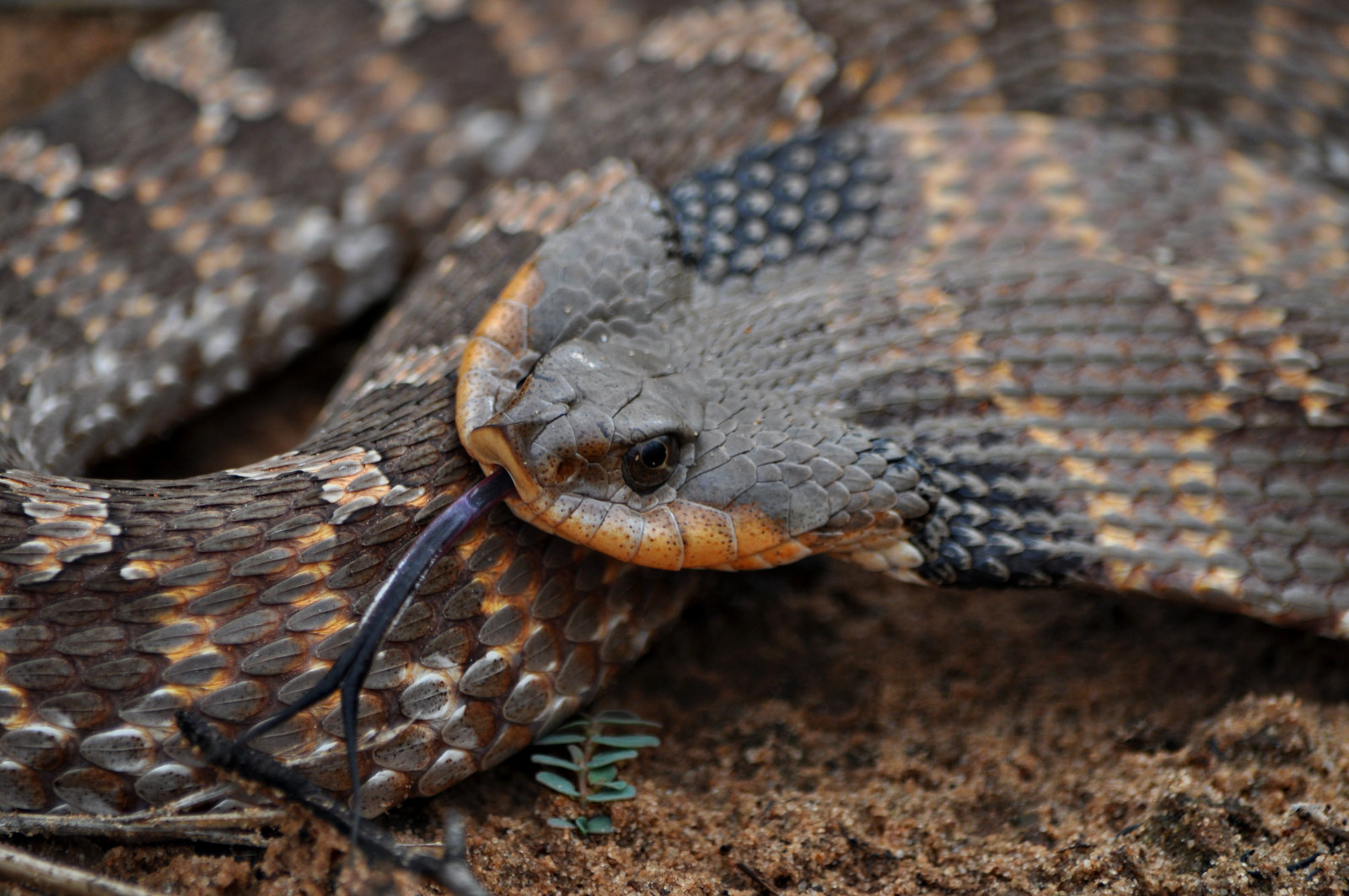 Hognose Snake