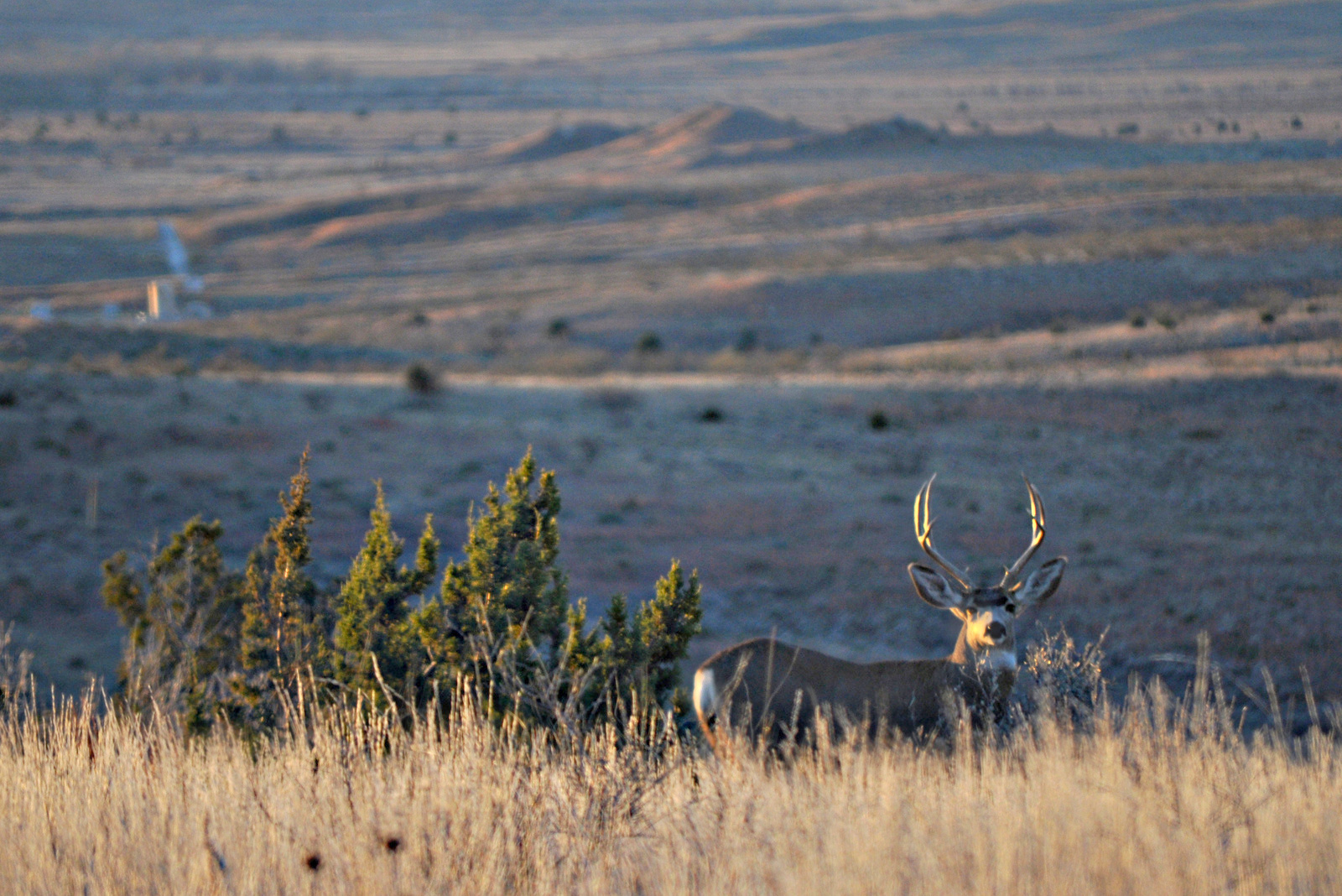 Mule Deer