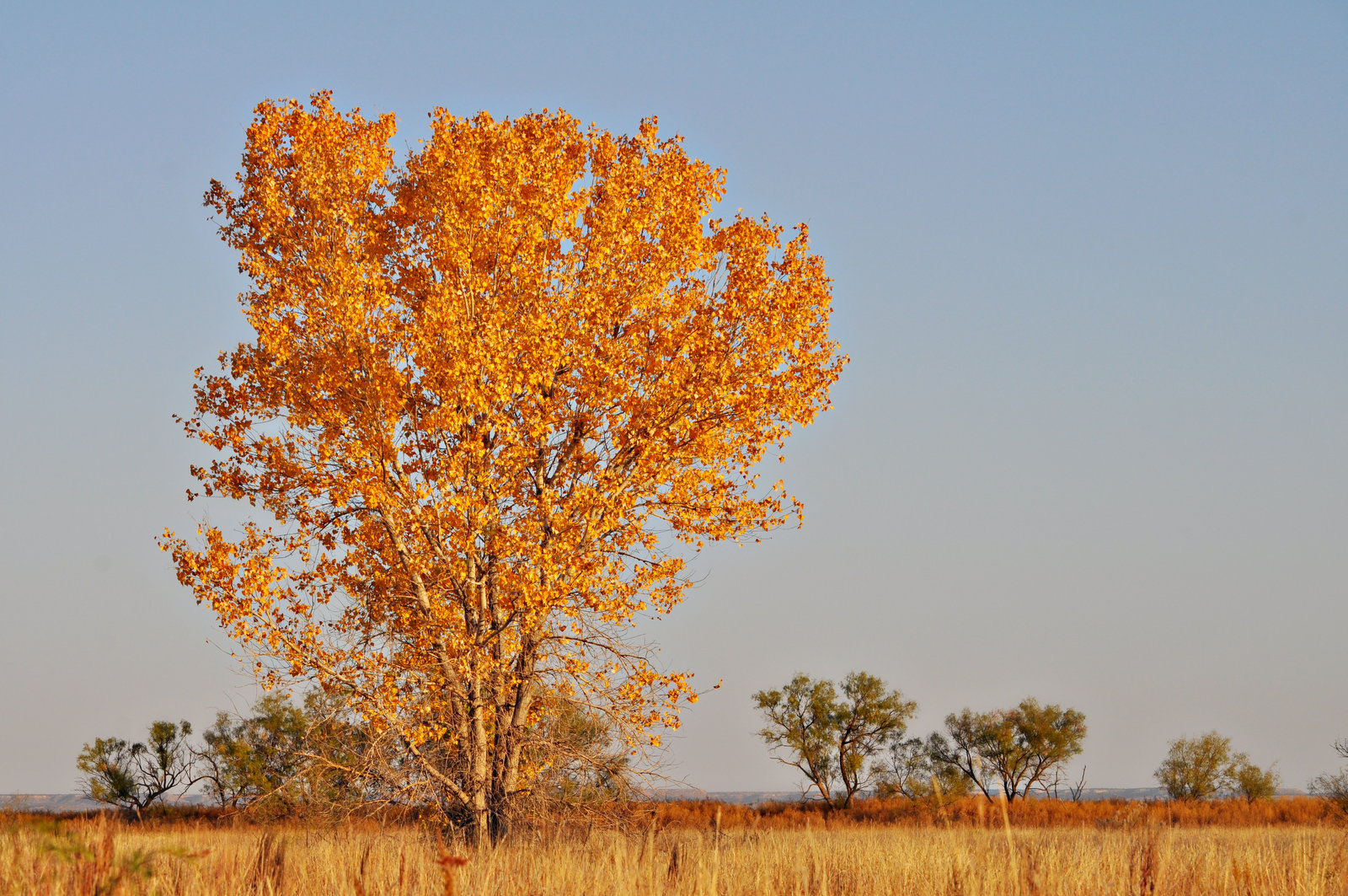 Cottonwood Trees