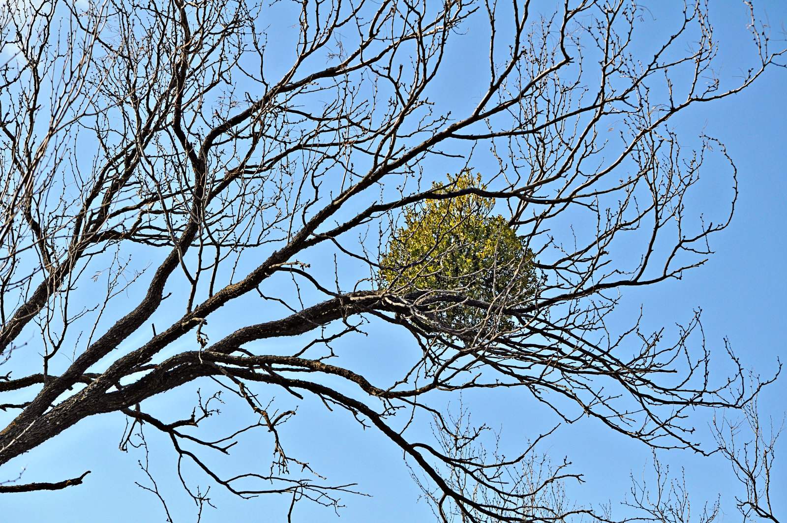 Mistletoe