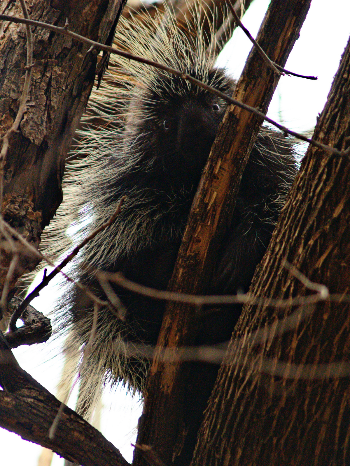 Porcupine