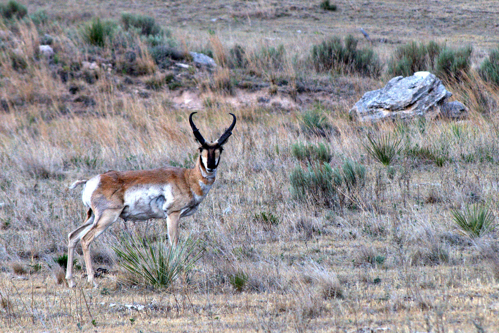 Pronghorn Antelope Buck