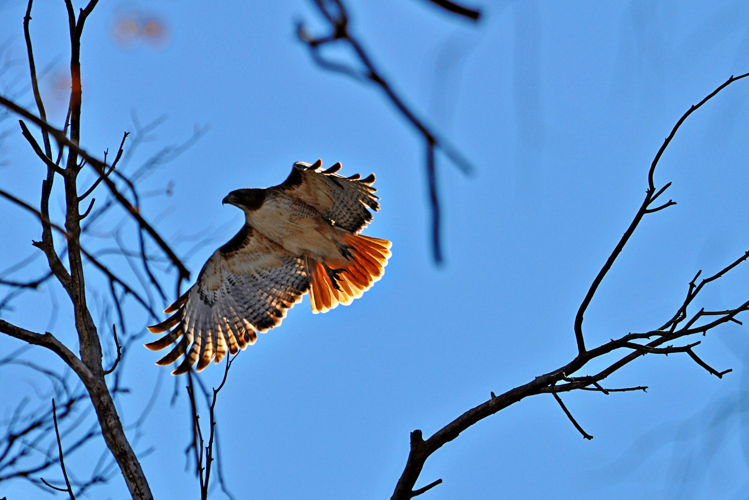 Red-tailed Hawk