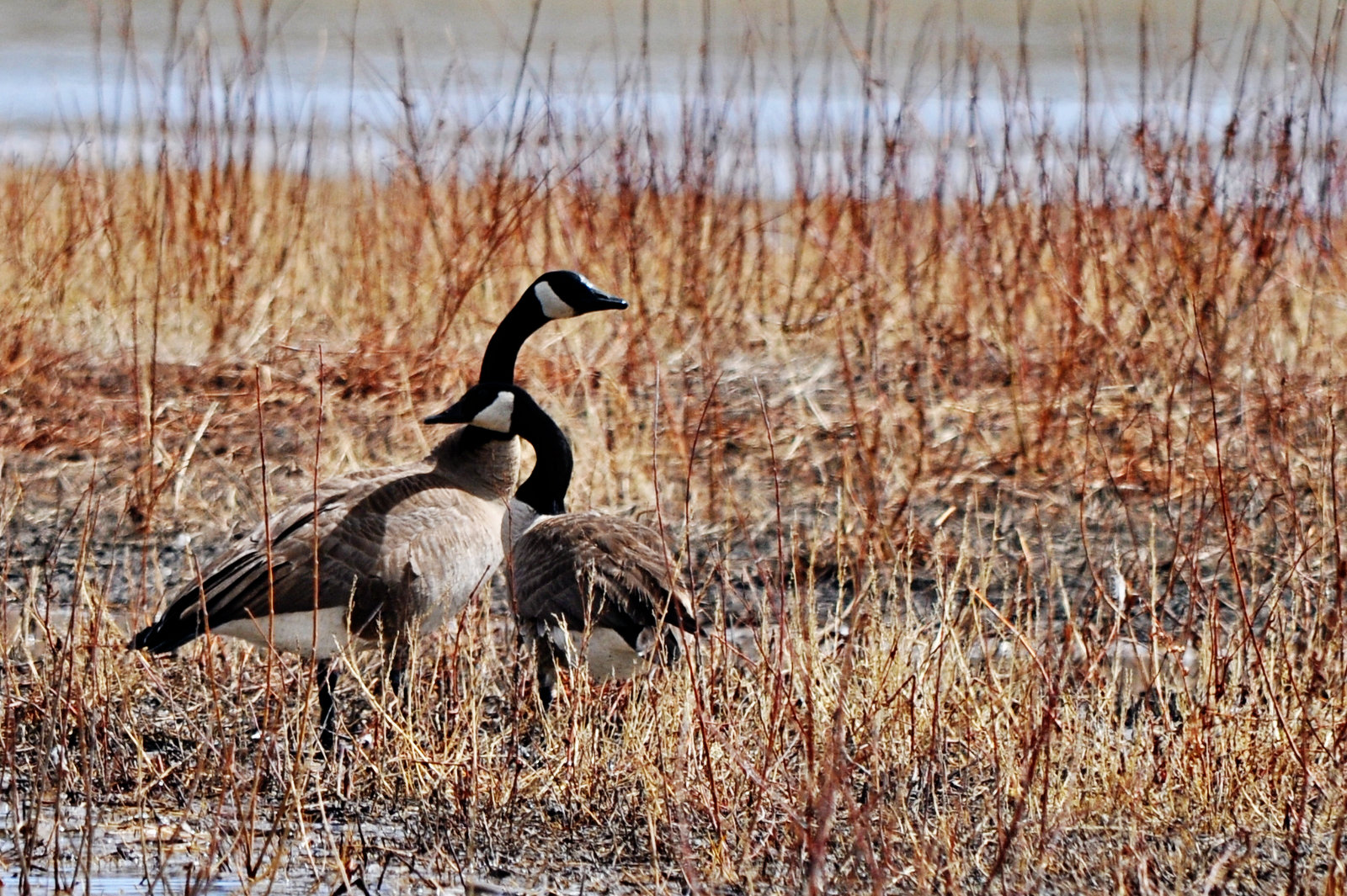 Canada Geese