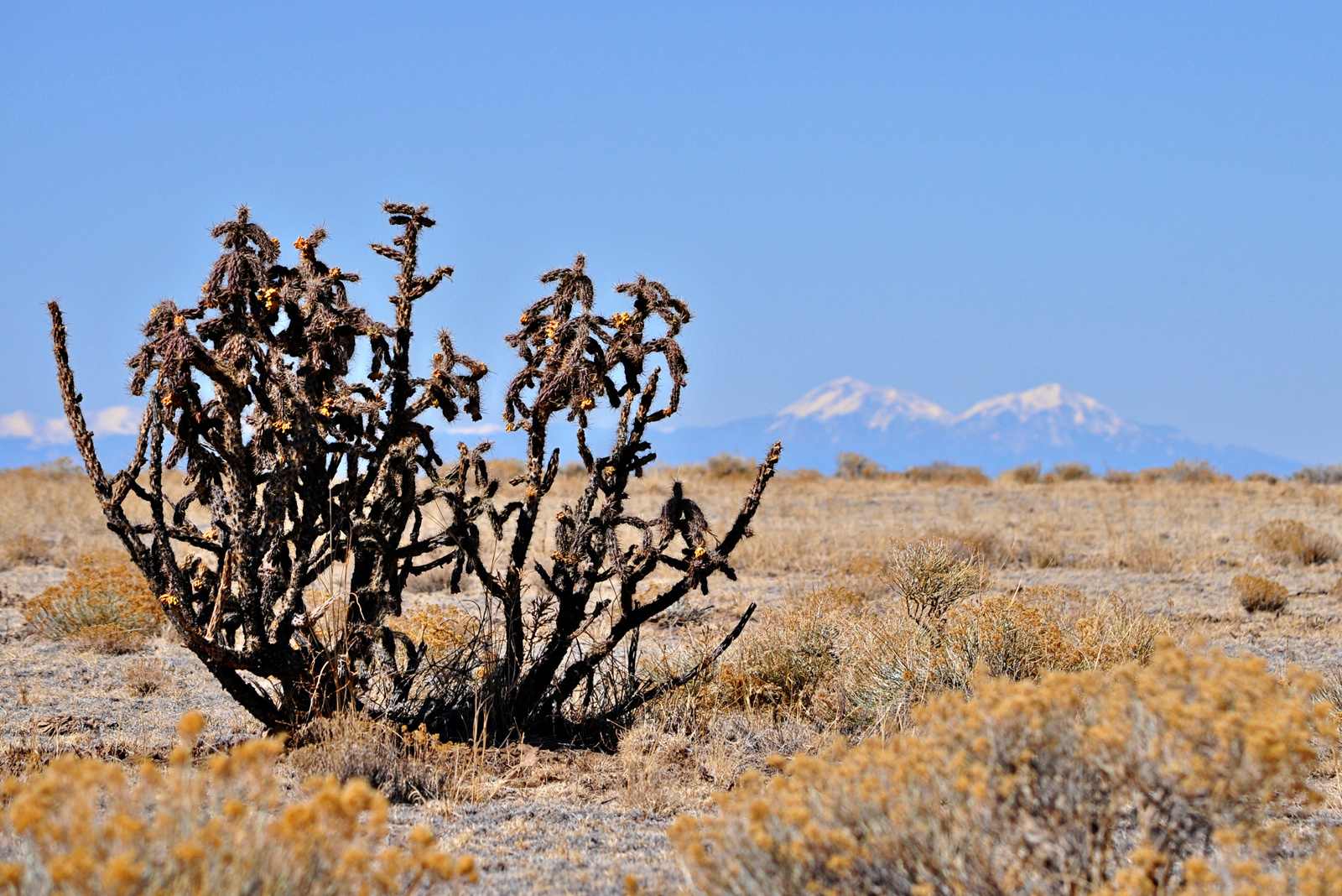 Cholla Cactus