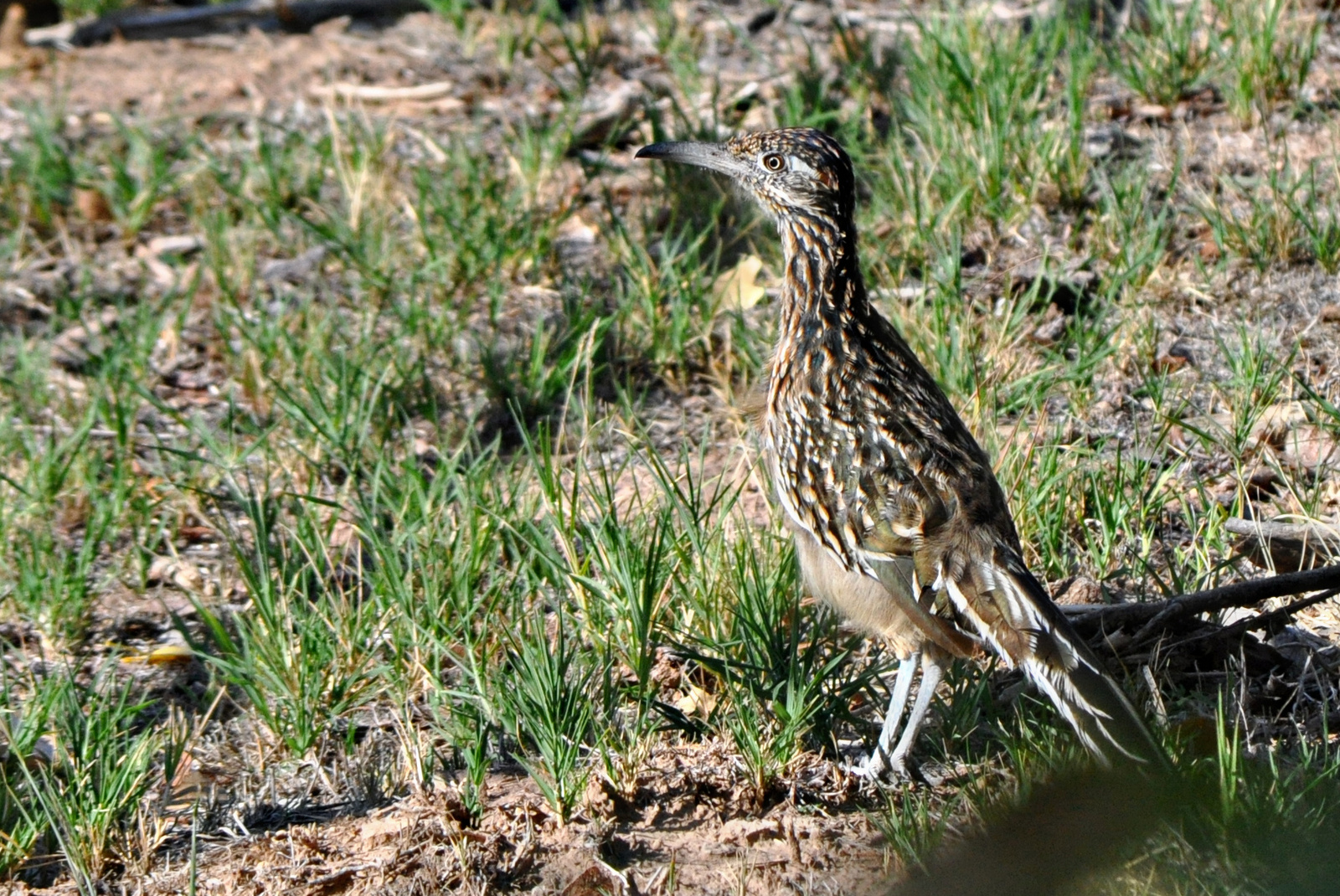 Roadrunner (Chaparral)