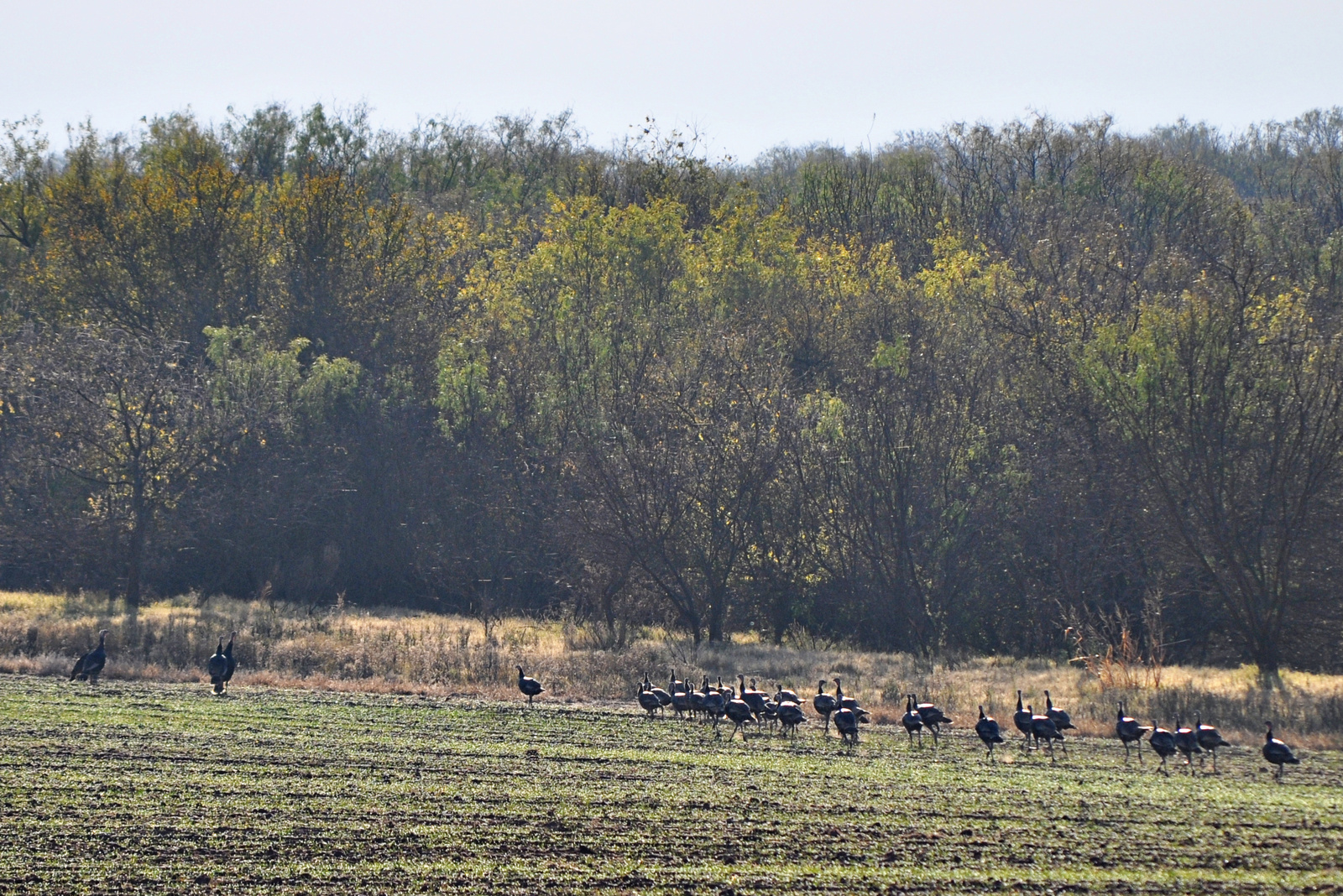 Wild Turkey