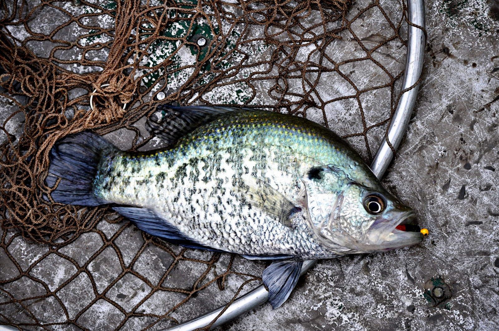 Crappie