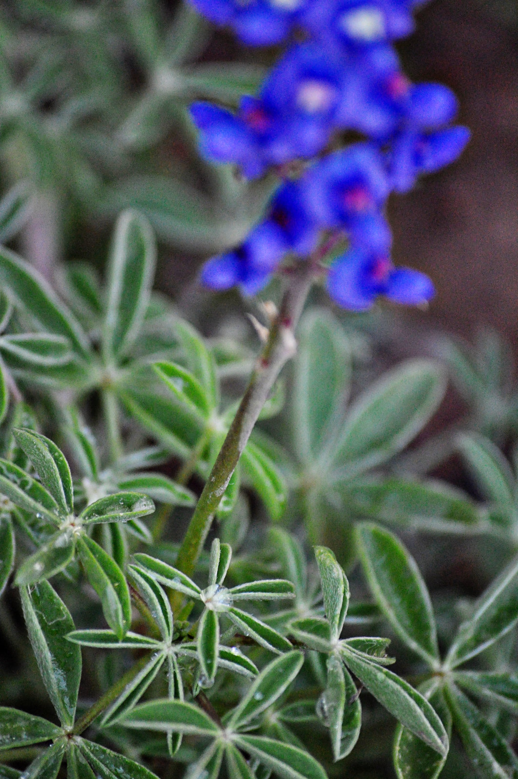 Bluebonnet Leaves –