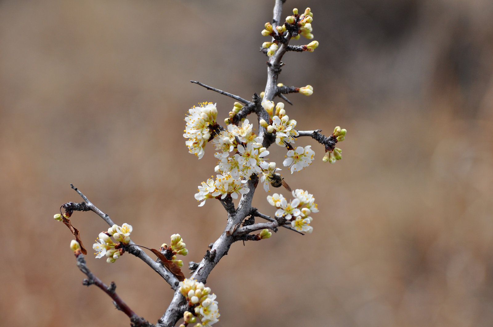 Sandhill Plum Blooms