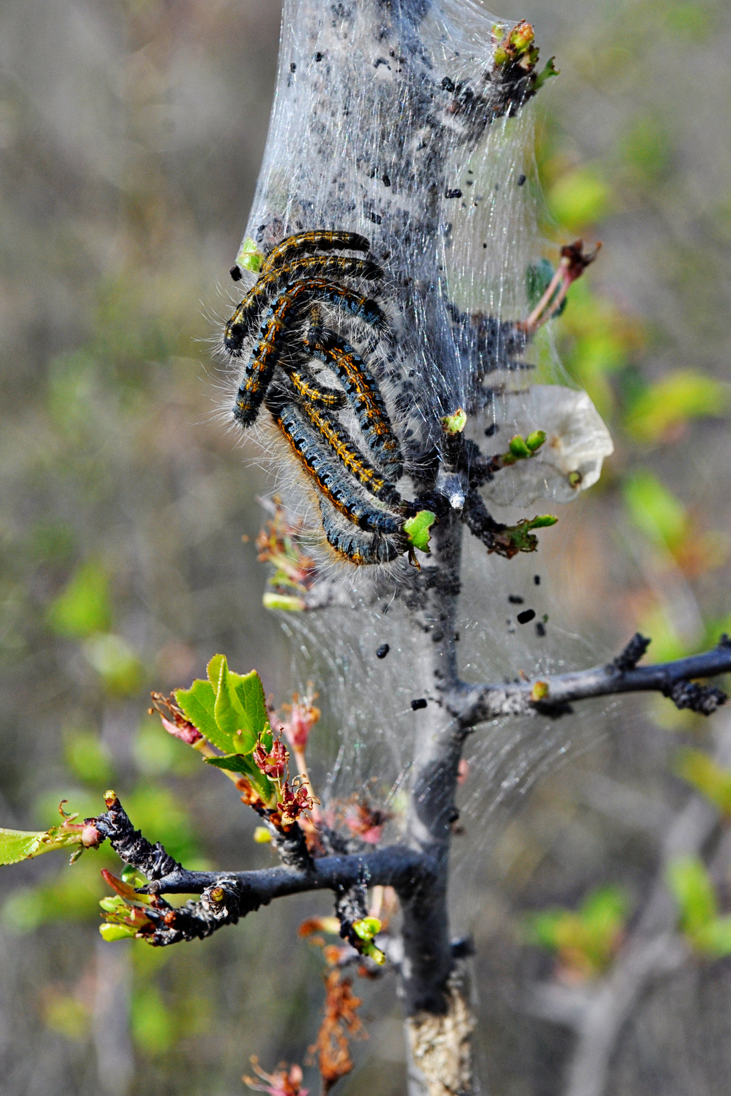 Tent Caterpillars –