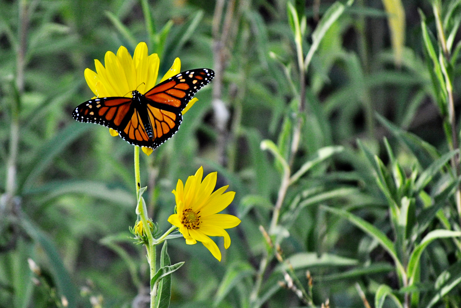 Monarch Migration –