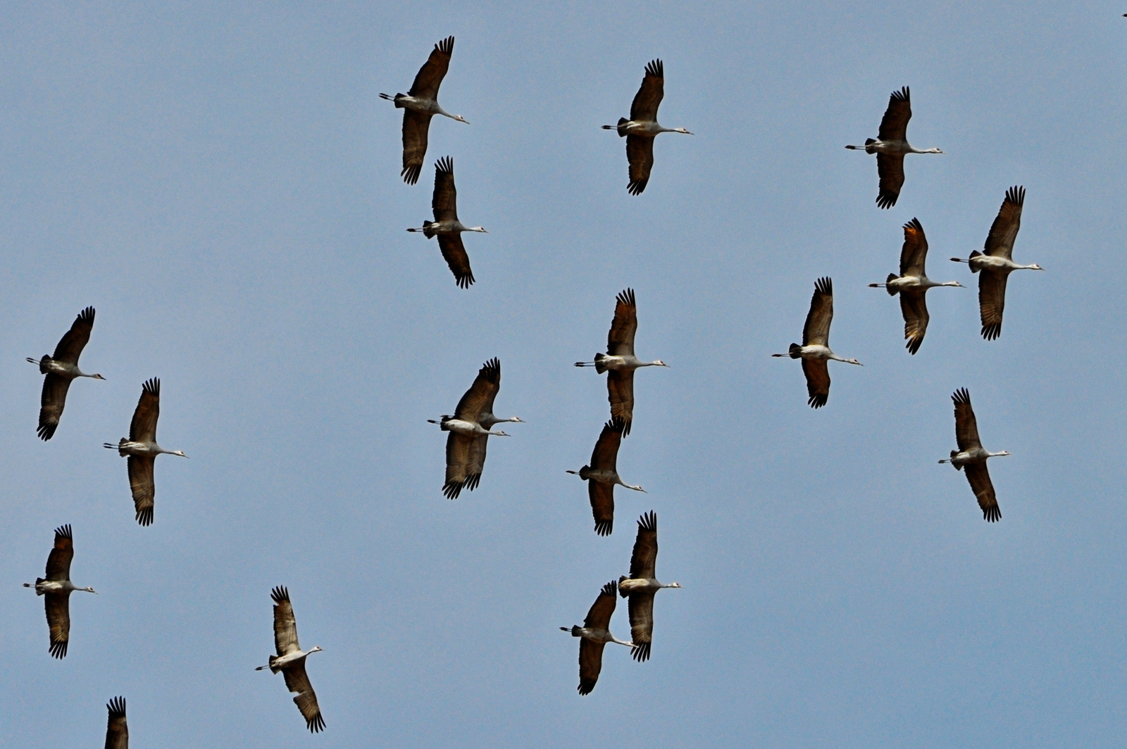 Sandhill Cranes –