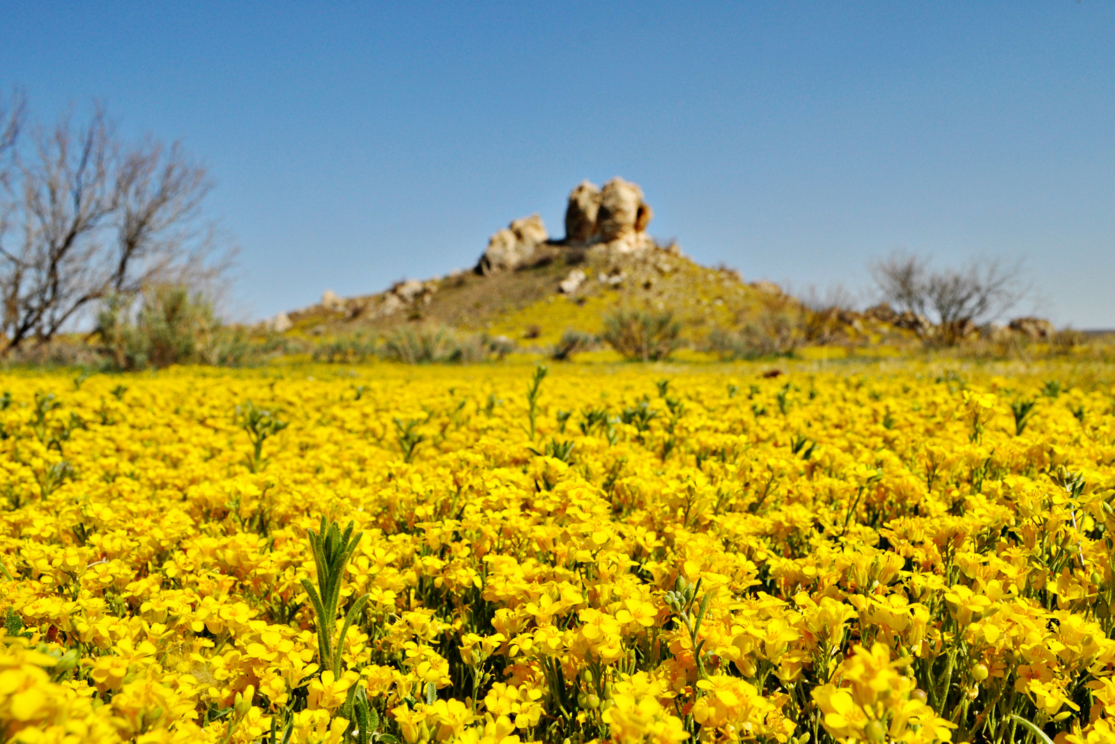 Spring Wildflowers –