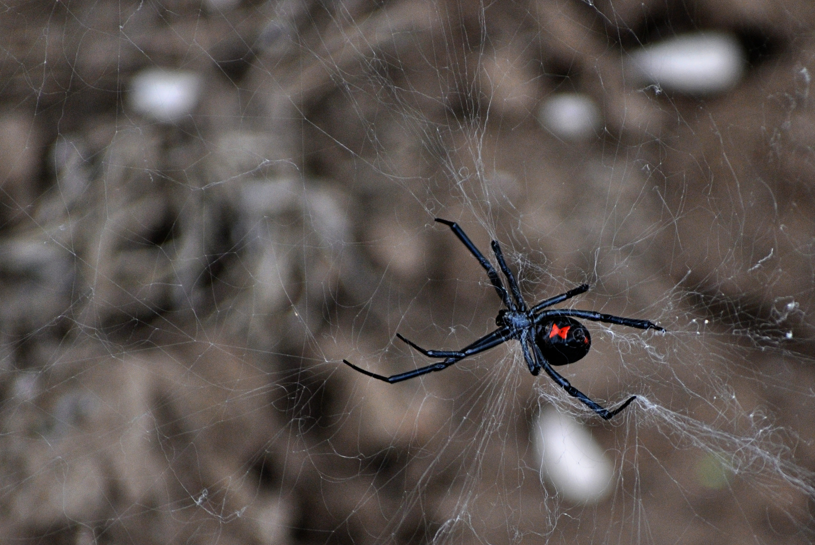 Black Widow Spider –