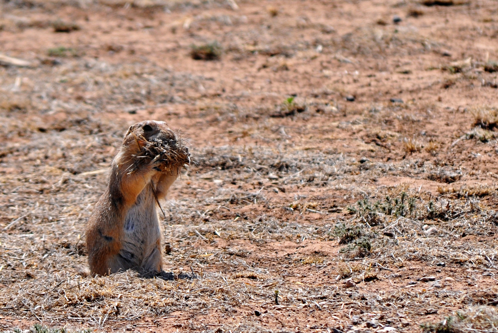 Prairie Dog –