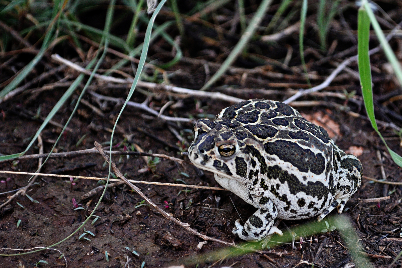 Great Plains Toad –